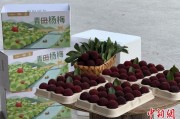 事业编制高速赋能产业升级：一条“杨梅路”的致富密码